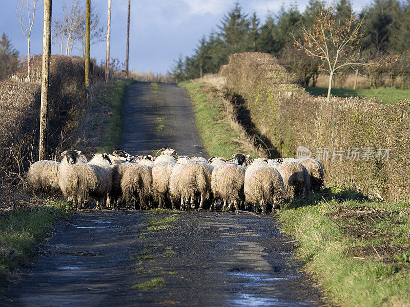 Sheep roadblock